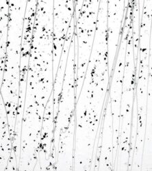 Gray and Black Frit, White Streamers Clear Base Collage